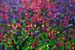 02-Sun behind Crabapple